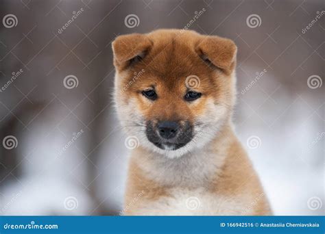 Cute Shiba Inu Puppy Sitting On A Wooden Bench In Winter Japanese