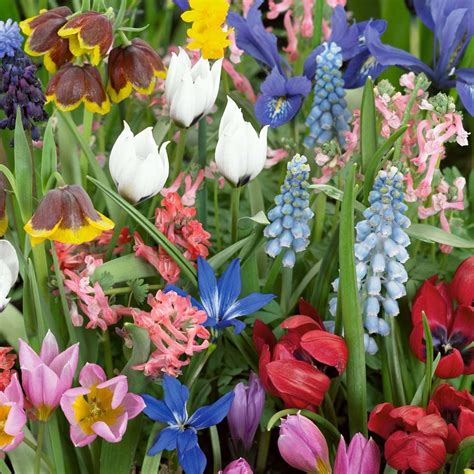 Bulb Extra Special Mix Summer Flowering Bulbs Bulb Flowers Planting
