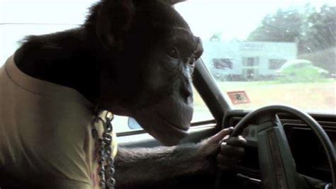 Interior Shot Of Monkey Driving Car Stock Video Footage Dissolve