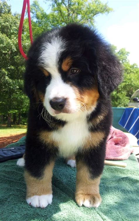 Bernese Mountain Puppy Most Beautiful And Bernese