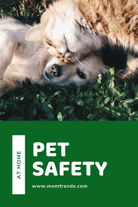 How To Keep Pets Safe In The Home Momtrends