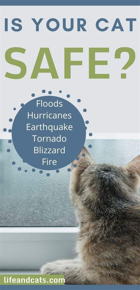 Safe In A Storm Protect Your Cats In Extreme Weather Cat Safe Cat