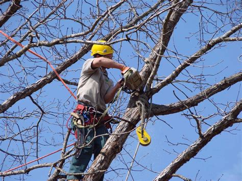 Tree Trimming Safety Tips