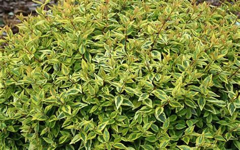 This soil amendment adjusts soil ph so that your plants thank you for your question. Buy Lemon Lime Abelia Online From Wilson Bros Gardens ...