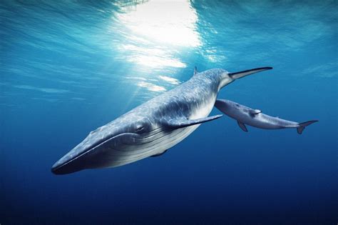15 Endangered Animals In The Ocean