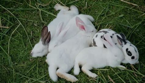How Do Rabbits Communicate With Each Others 15 Ways