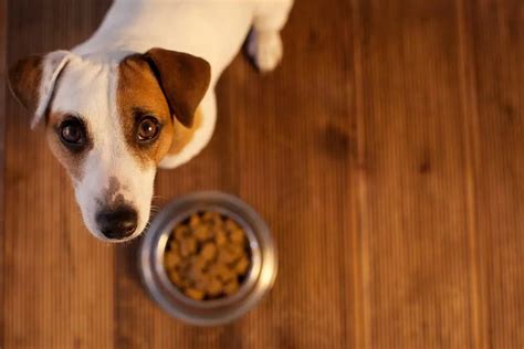 Chicken Allergy In Dogs Symptoms And Best Food Options Spot And Tango