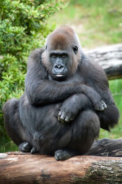 Big Game And Gorillas A Romantic Safari In East Africa Zicasso