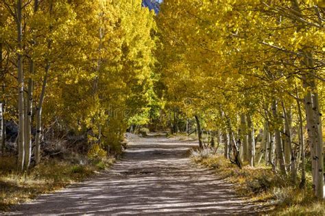 509 Tree Lined Dirt Road Photos Free And Royalty Free Stock Photos From