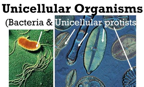Unicellular Organisms Biology Quizizz