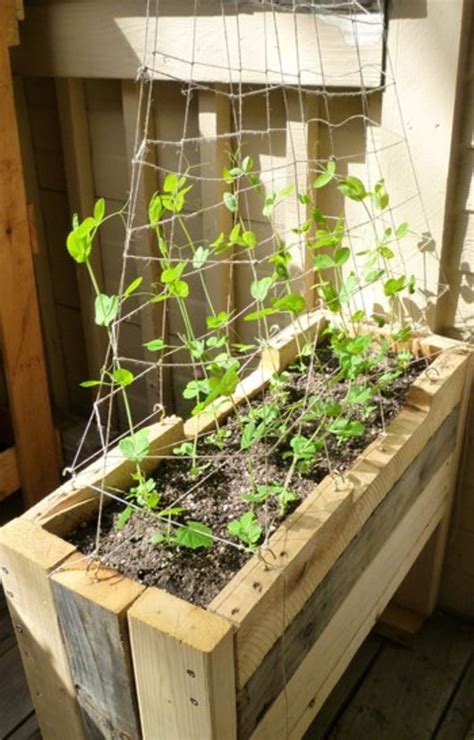 How To Grow Sugar Snap Peas In A Container