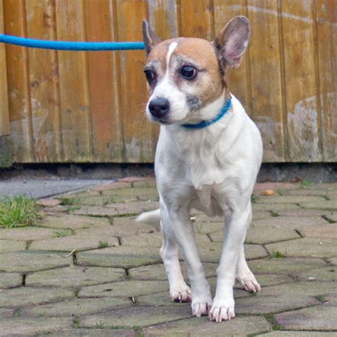 Diese vier sitzen in verschiedenen sheltern, teils tötungsstationen, in rumänien fest. Hund, Katze, Maus: „Foxi" sucht ein neues Zuhause - Witten