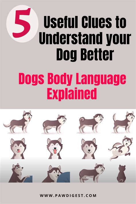 5 Useful Clues To Understand Your Dog Better Dogs Body Language