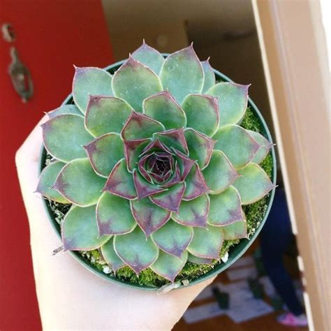 Purple succulents can add an instant pop of color, breaking the monotony of a sea of green. Sempervivum Mahogany | Sempervivum, Purple succulents ...