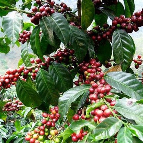 Coffee Arabica Bush Seeds Coffea Arabica Nana 10seeds Coffea