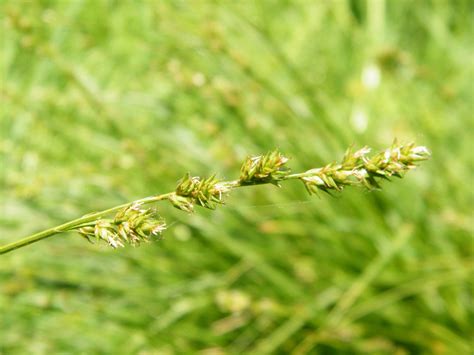 Hairy Sedge Carex Hirta Species Information Page Also Known As