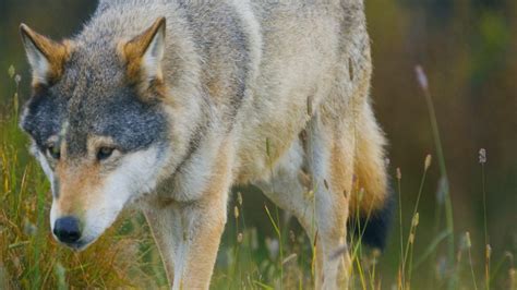 Colorado To Vote On Reintroduction Of Gray Wolf Good Morning America