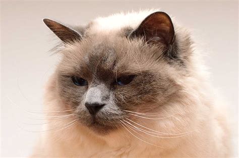 Birman Cat Breed Profile Traits Personality Care Grooming Catbounty