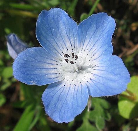 Baby Blue Flower Blue Flowers Wild Flowers Western Wild Figura