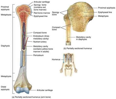 Labeling portions of a long bone. Anatomy Of A Typical Long Bone | MedicineBTG.com