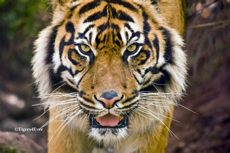 Sumatran Tiger Tigers4ever Giving Wild Tigers A Wild Future