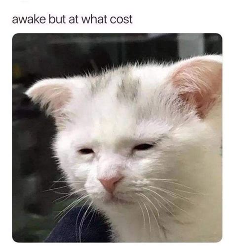 Awake But At What Cost Cats Know Your Meme