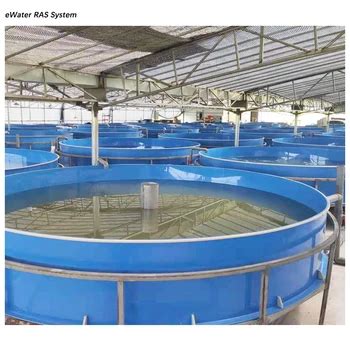 Indoor Fish Farming Ras Aquaculture Systems Tilapia Buy Indoor Fish