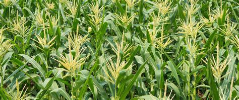 Corn Field—full Grown 2100 Web Cropchoice