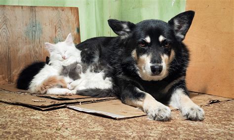 Community action agencies in minnesota. Ann Arbor Pet Adoption