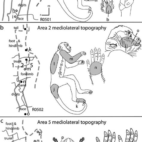 Left Primate Cladogram Showing Which Primate Taxa Have The Following