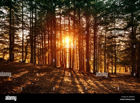 Beautiful Forest Sunset Wallpapers Quality