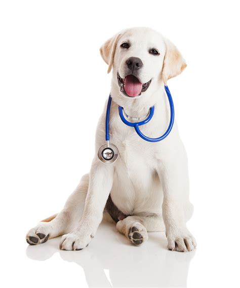 Prostate cancer symptoms might not be apparent in the early stages of the disease, and can be varied based on each person. Canine Prostate Cancer | Kali's Wish