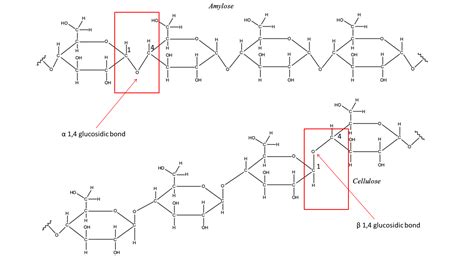 Solved 4 The Structure Of Cellulose Is Compared To Amylose In Figure