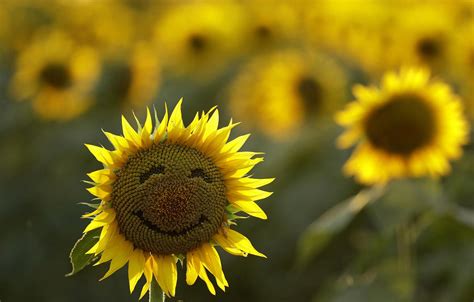 A Smiley Face On A Sunflower In A Field In Lawrence Kansas On