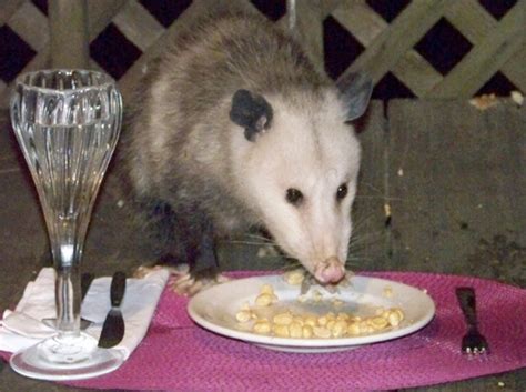 Rats, mice, moles, slugs, snails. Lipstick and Bruises...: CAT FOUND!!!