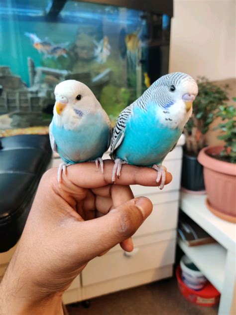 Budgies 2 Male Baby Budgies With Cage In Kingston London Gumtree