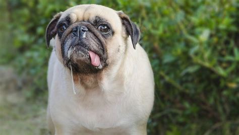 Upper Respiratory Infection In Dogs Symptoms Causes And Treatments