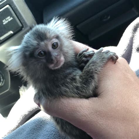 I hope this helps educate you all and helps those small. Marmoset Monkeys - EXOTIC ANIMALS RANCH AND FENCE