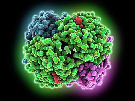 Artificial Haemoglobin Molecule Photograph By Laguna Design Science