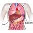 Anatomy Of Chest Organs  / The Heart Is A Major Organ In