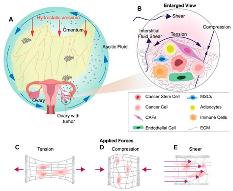 Ovarian cancer, also known as cancer of the ovaries, is a type of cancer that affects females. Cancers | Free Full-Text | The Role of Cancer Stem Cells ...