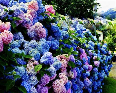 rainbow of hydrangea s wallpaper | Blue hydrangea flowers, Hydrangea landscaping, Hydrangea colors