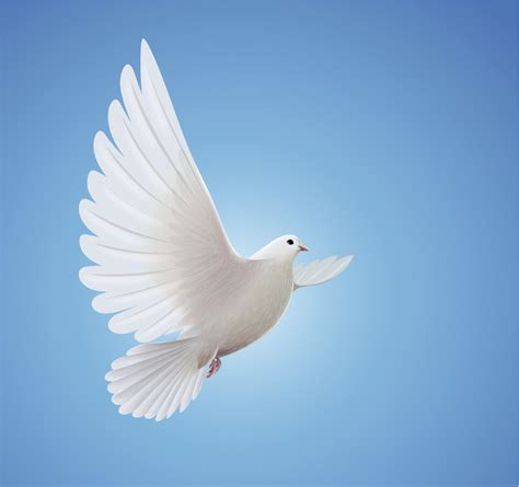 Free Holy Spirit Dove Download Free Holy Spirit Dove Png Images Free