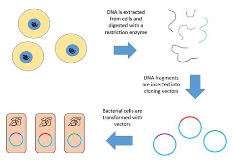 Enlist The Basic Steps Involved In Recombinant Dna Technology