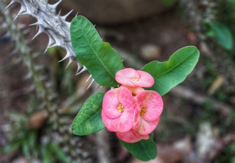 20 Beautiful Flowering Plants With Thorns Fallsgarden
