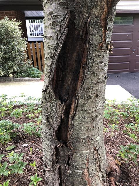 How To Fix Split Bark On Weeping Cherry Tree Rlandscaping
