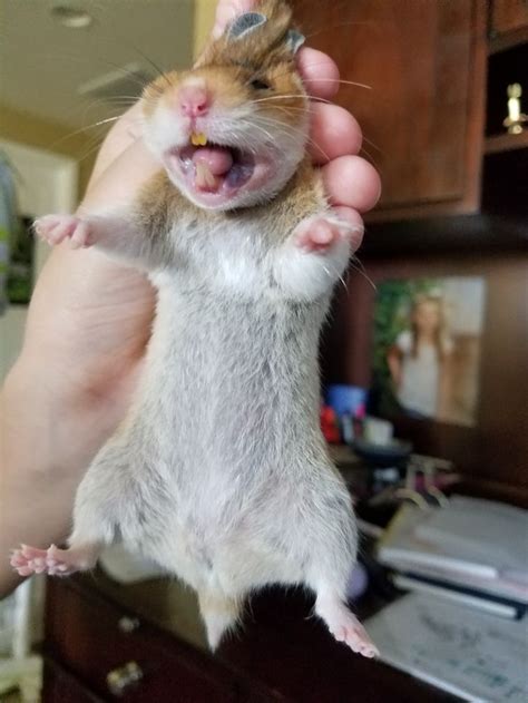 Pet store employees are not officially trained in how to care for many of the pets they sell or provide supplies for and are often told to push items or products that can. Pin by JaneB on Funny! | Syrian hamster, Chicken nuggets ...