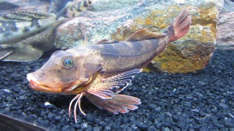 Sea Robin Creepy Fish With Legs Youtube