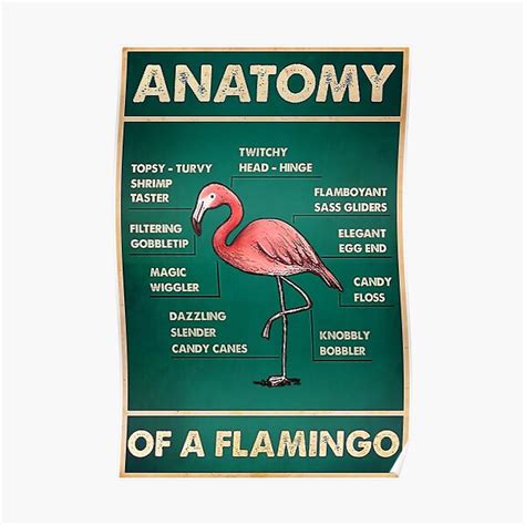 Flamingo Anatomy Poster By Inoveva1991 Redbubble