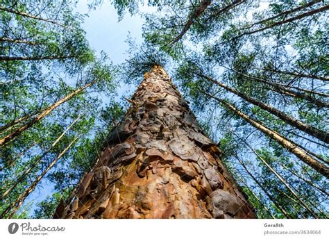 Bottom View Of Tall Pine Trees In The Forest Against The Sky And Clouds